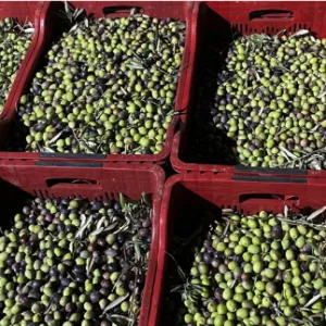 Olive 7